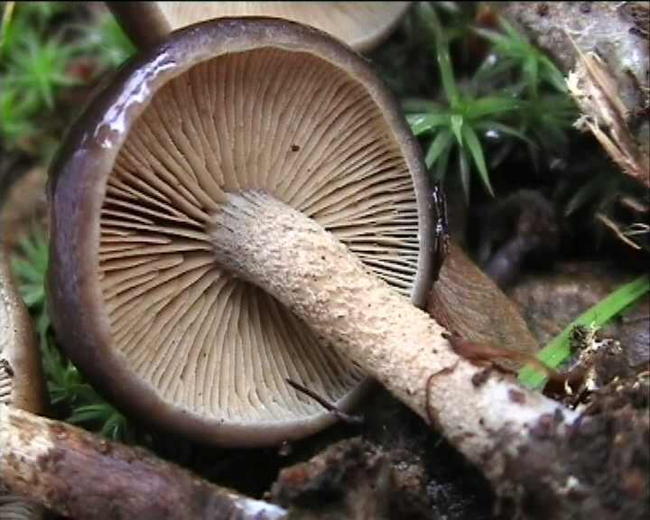 Agrocybe firma  (Peck)  Khner